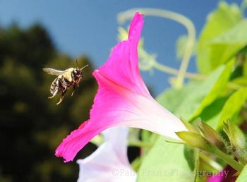 Shelburne MA Honey Bee Morning Glory